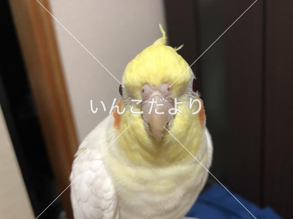 迷い鳥の写真