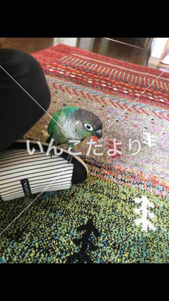迷い鳥の写真