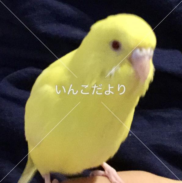 迷い鳥の写真