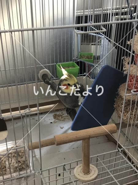 迷い鳥の写真