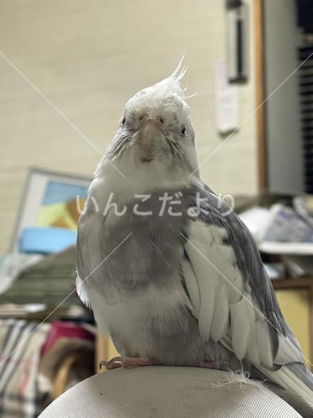 迷い鳥の写真