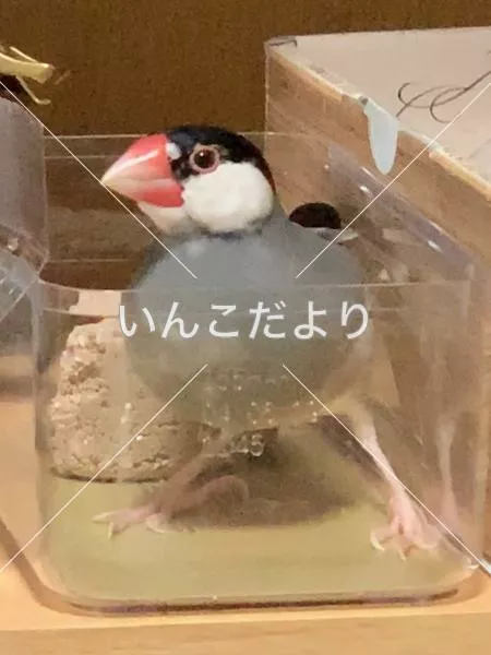 迷い鳥の写真