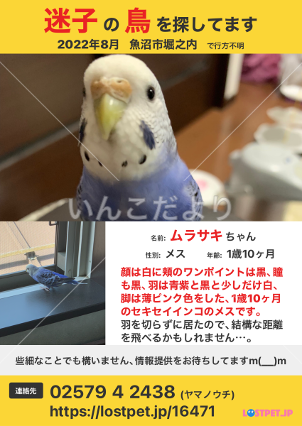 迷い鳥の写真
