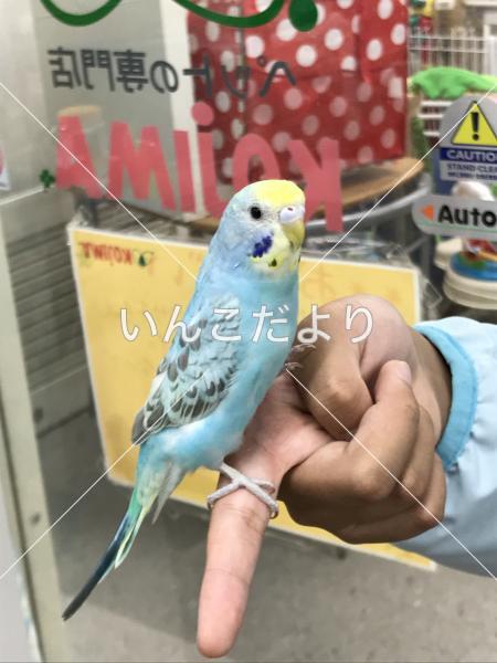 迷い鳥の写真