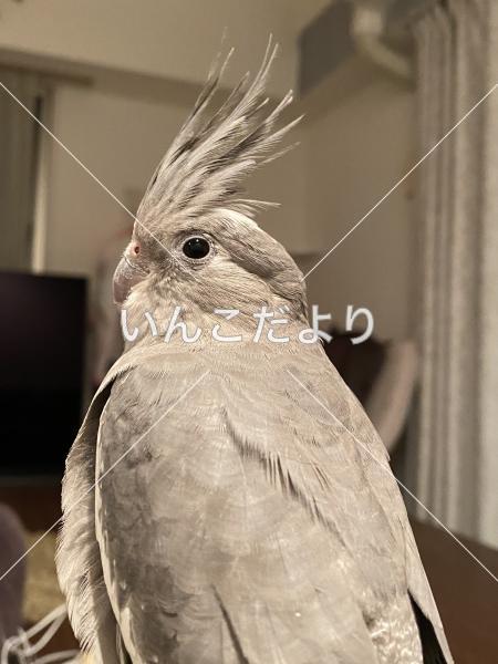 迷い鳥の写真