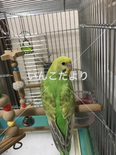 迷い鳥の写真