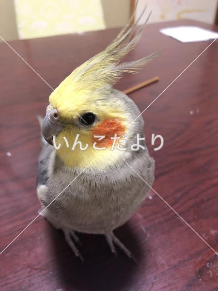 迷い鳥の写真
