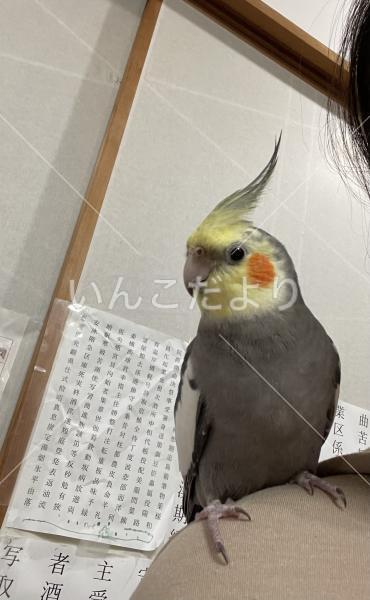 迷い鳥の写真