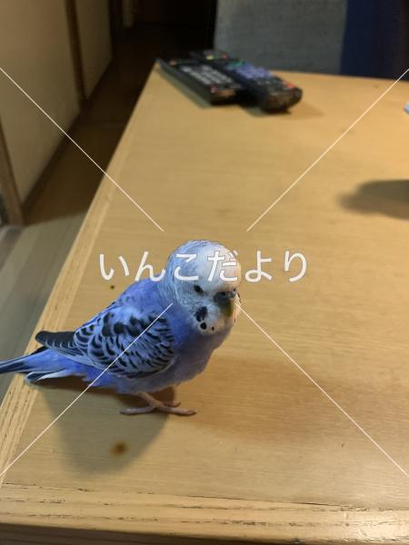 迷い鳥の写真