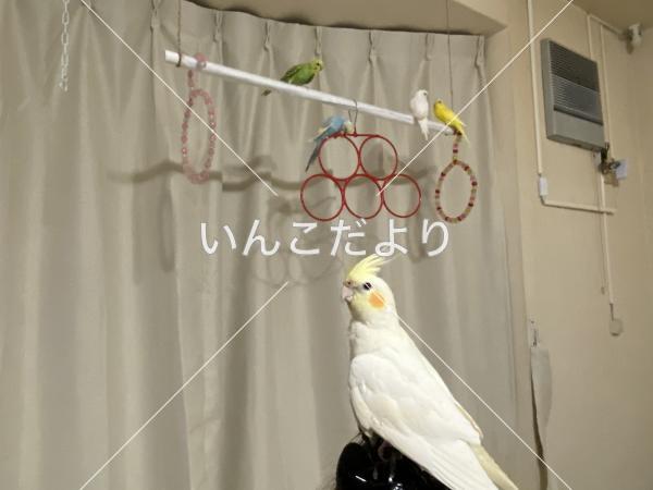 迷い鳥の写真