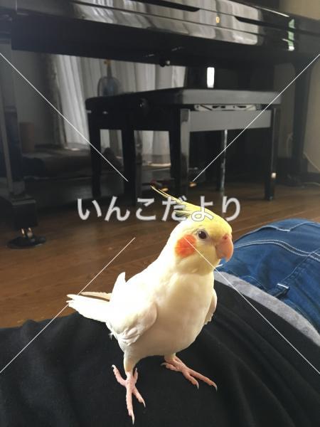 迷い鳥の写真