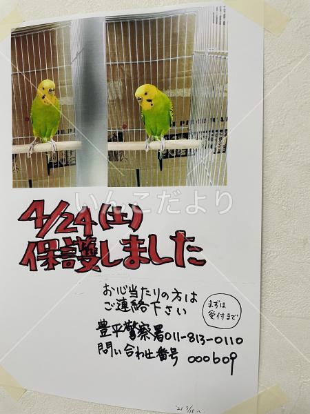迷い鳥の写真