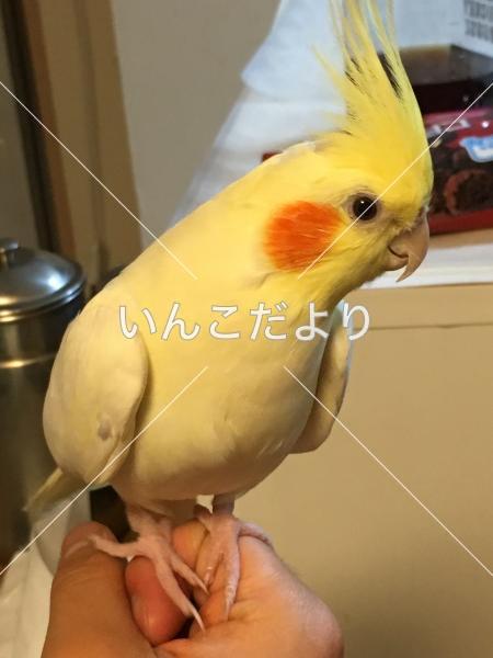 迷い鳥の写真