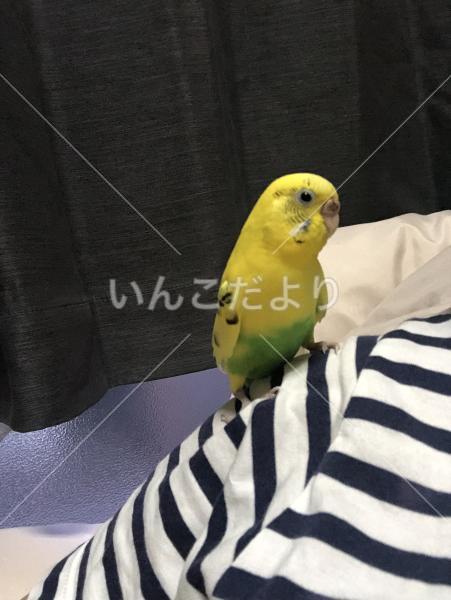 迷い鳥の写真