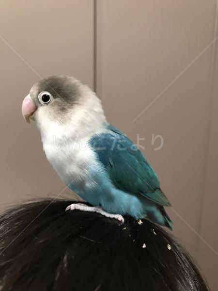 保護鳥の写真