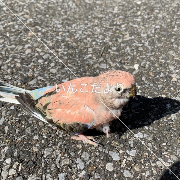 保護鳥の写真