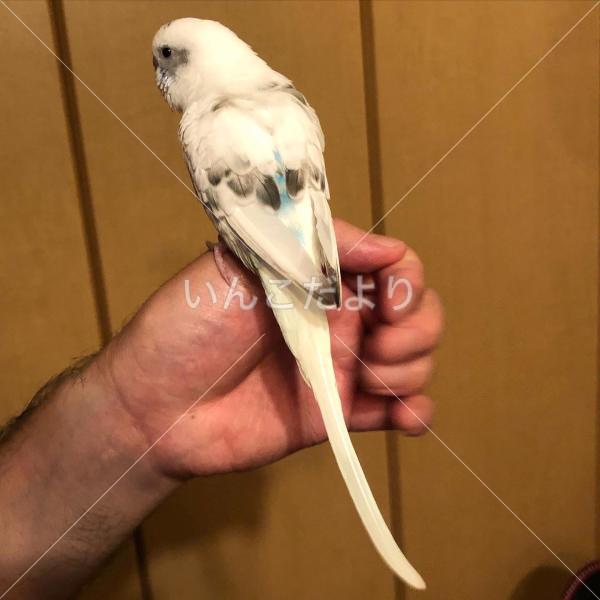 保護鳥の写真