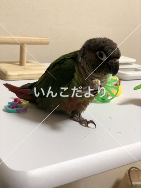 迷い鳥の写真