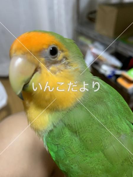 迷い鳥の写真