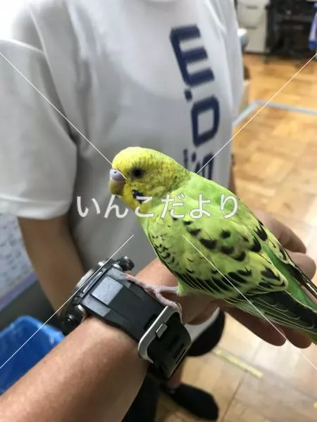 保護鳥の写真