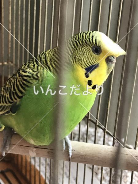 保護鳥の写真