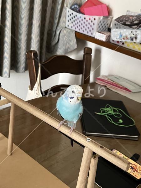 迷い鳥の写真