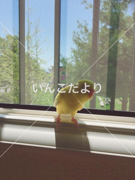 迷い鳥の写真