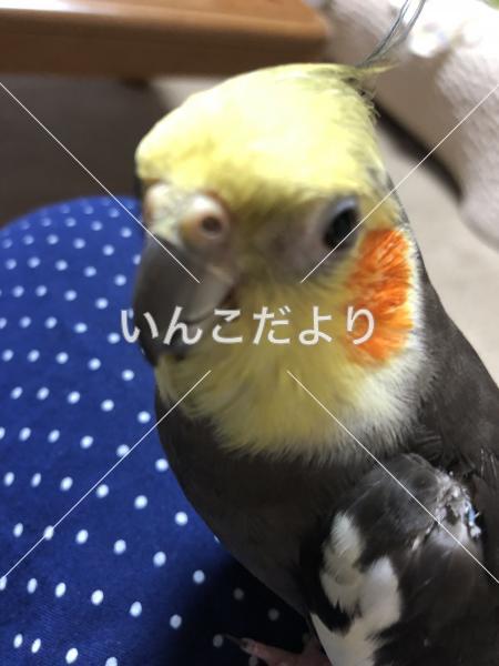 迷い鳥の写真