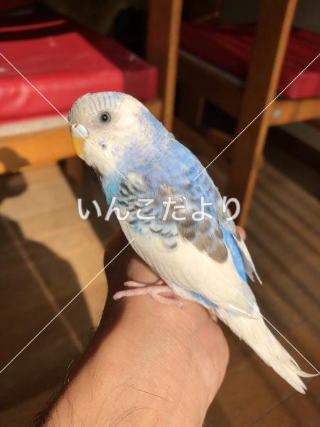 迷い鳥の写真