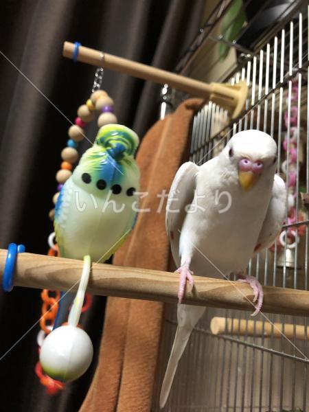 迷い鳥の写真