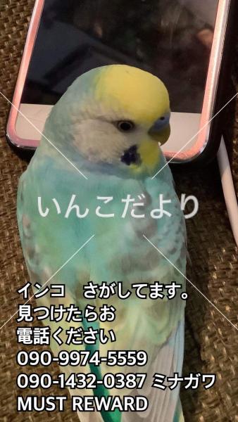 迷い鳥の写真