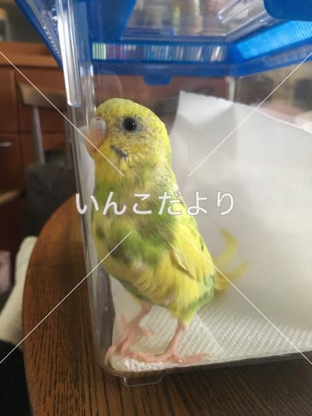迷い鳥の写真