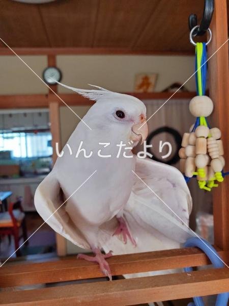 迷い鳥の写真