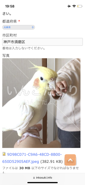 迷い鳥の写真
