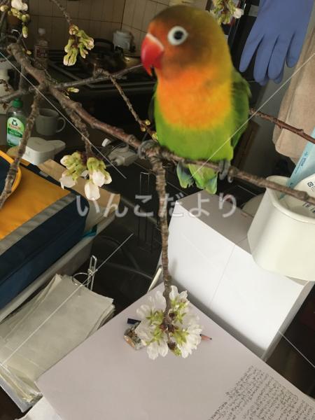 迷い鳥の写真