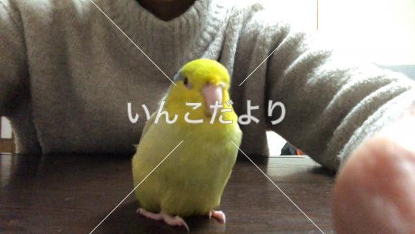 迷い鳥の写真