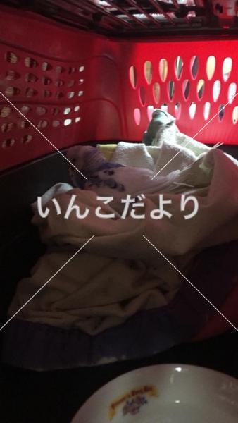 保護鳥の写真
