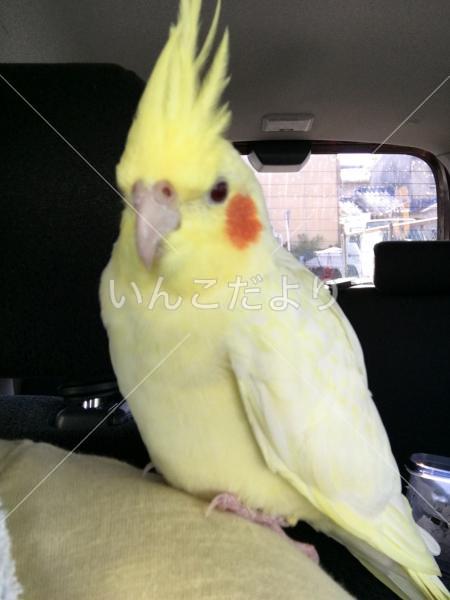 保護鳥の写真