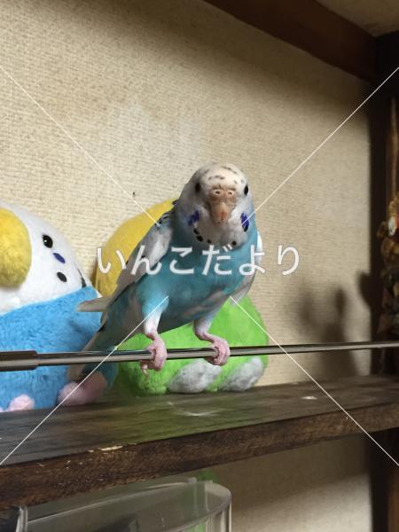 迷い鳥の写真