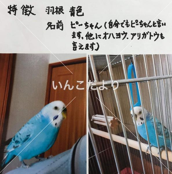 迷い鳥の写真