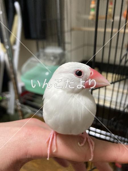 迷い鳥の写真