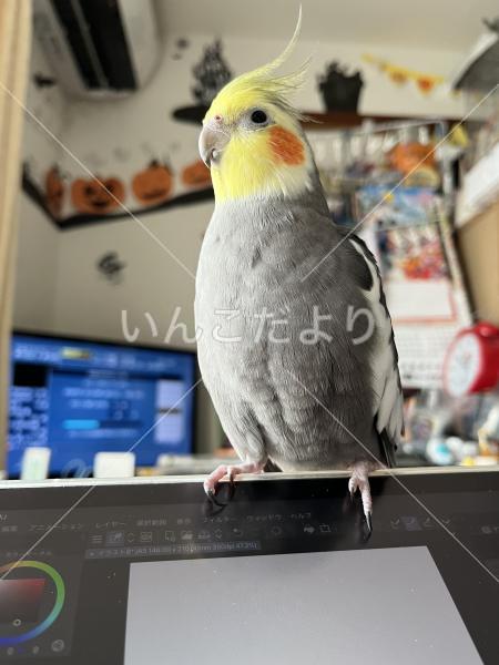 迷い鳥の写真