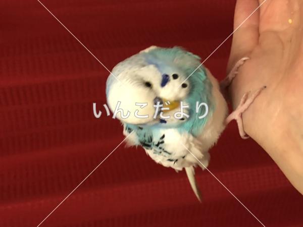 保護鳥の写真