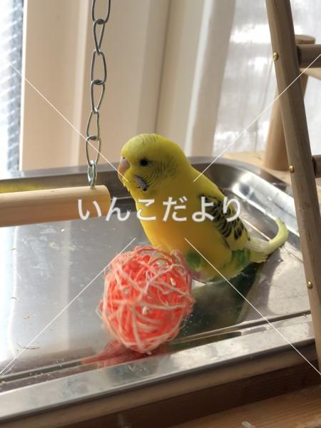 迷い鳥の写真
