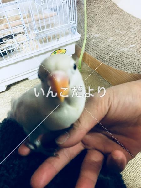 迷い鳥の写真