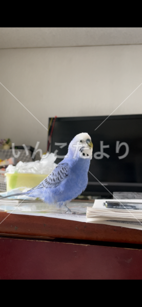 迷い鳥の写真