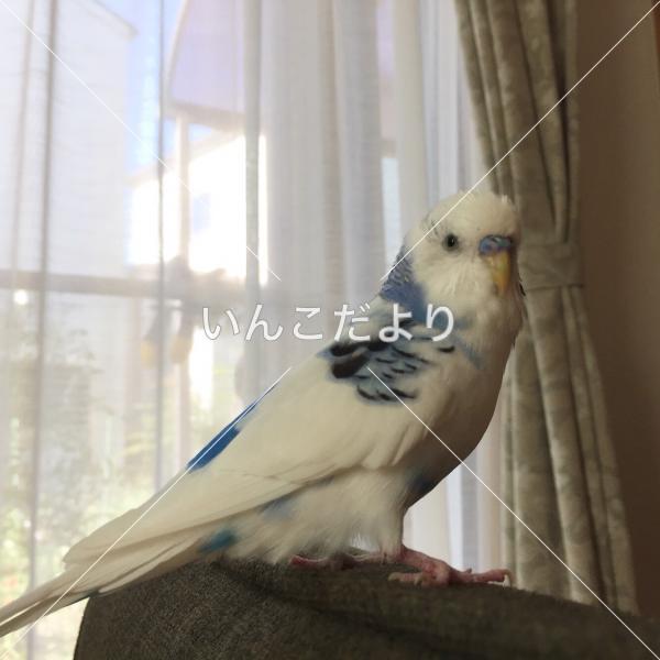 迷い鳥の写真