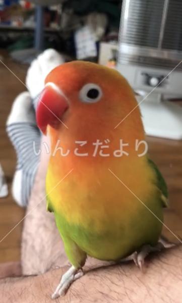 迷い鳥の写真