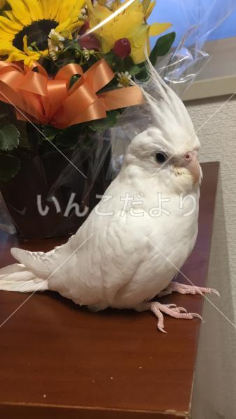 迷い鳥の写真