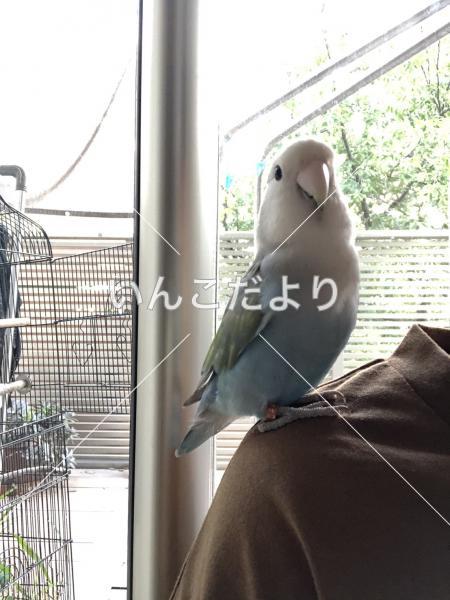 迷い鳥の写真